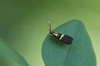 Dasycera oliviella