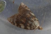 Aleimma loeflingiana