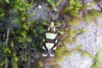 Lampronia rupella