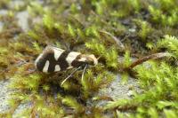 Lampronia rupella