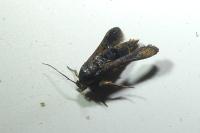 Microsphecia tineiformis