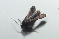 Microsphecia tineiformis