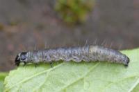 Archips crataegana