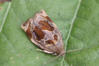 Archips crataegana