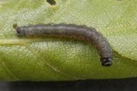 Archips crataegana