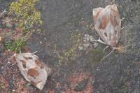 Archips crataegana
