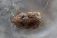 Archips xylosteana