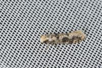 Infurcitinea albicomella