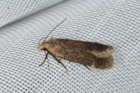 Anacampsis scintillella