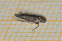 Scythris cistorum