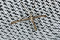 Agdistis satanas