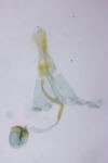 Oxypteryx wilkella