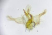Infurcitinea albicomella
