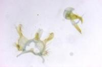 Infurcitinea albicomella