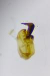 Scythris cistorum