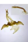 Agdistis satanas