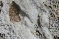 Agonopterix ferocella