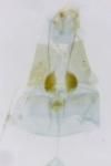 Oxyptilus distans