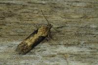 Scrobipalpa costella