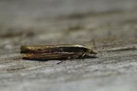 Ypsolopha ustella