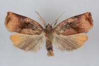 Archips podana