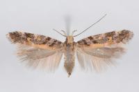 Aristotelia decoratella