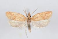 Clepsis coriacana