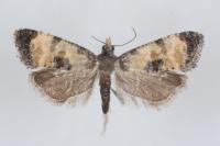 Neocochylis dubitana