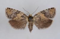 Ptycholomoides aeriferanus