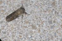 Korscheltellus lupulinus