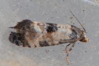 Neocochylis dubitana