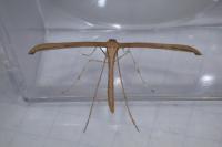 Emmelina monodactyla