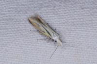 Coleophora vibicella