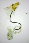 Coleophora vibicella