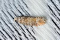 Clavigesta sylvestrana