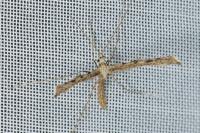 Agdistis satanas