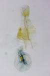 Bryotropha affinis