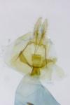 Clavigesta sylvestrana