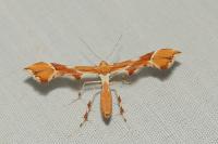 Cnaemidophorus rhododactylus