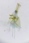 Infurcitinea albicomella