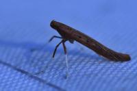 Caloptilia