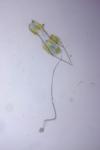 Metzneria hilarella