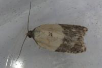 Acleris variegana