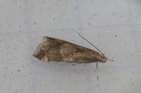 Brachmia blandella