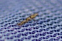 Acrocercops brongniardella