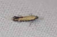 Aristotelia brizella