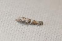 Cedestis subfasciella