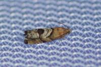Cydia interscindana