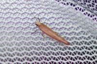 Zelleria hepariella