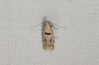 Mirificarma cytisella